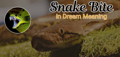 Snake Bite in Dream Meaning